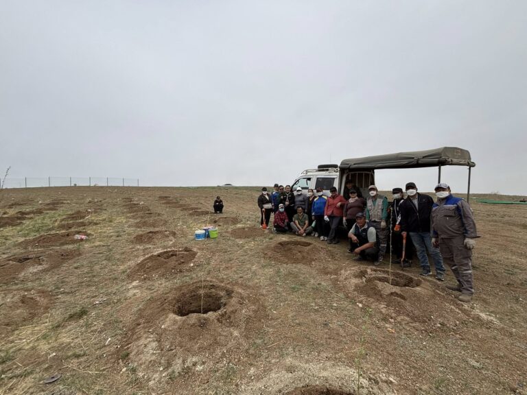 Улаанчулуутад Мод тарилаа.